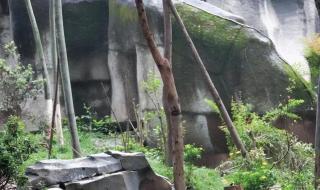 怎么去成都熊猫基地 怎么去成都熊猫基地